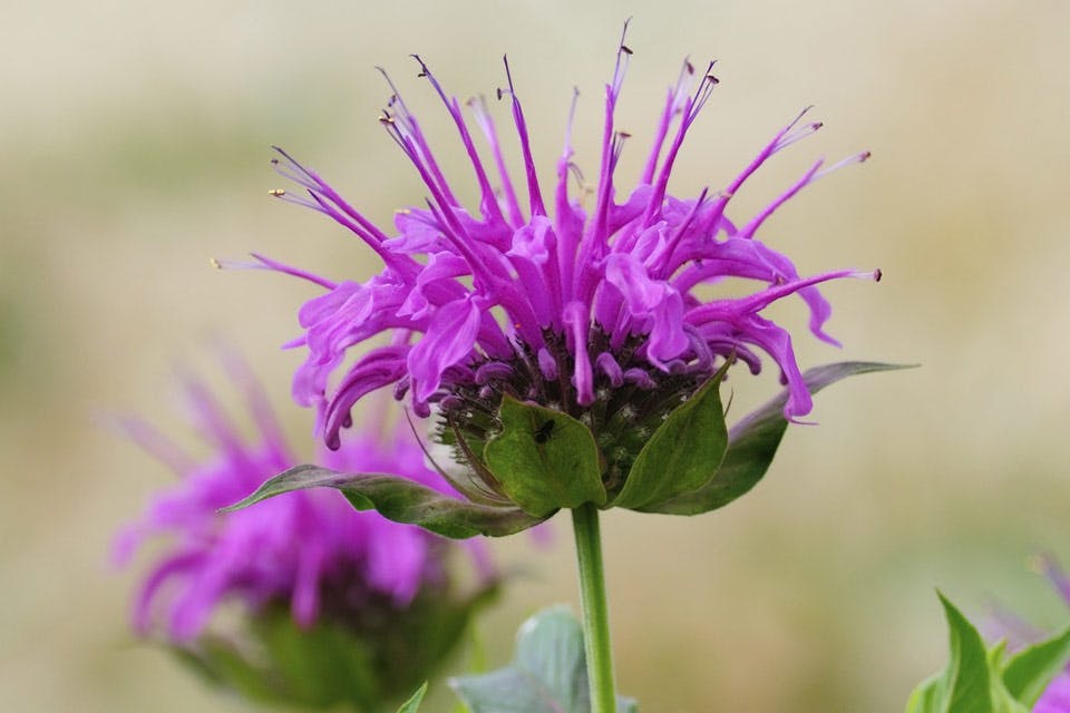 wildflowers purple