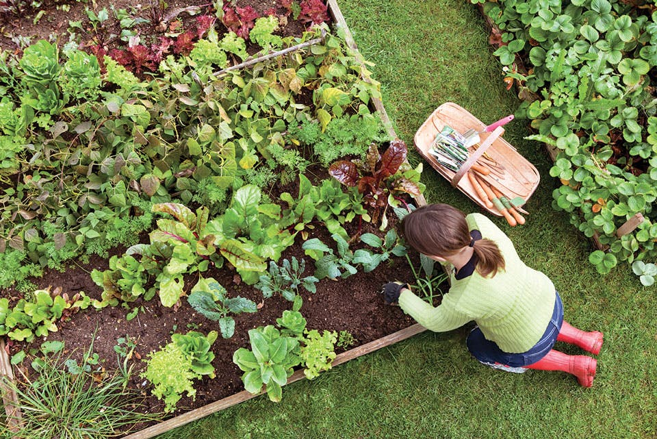 woman gardening