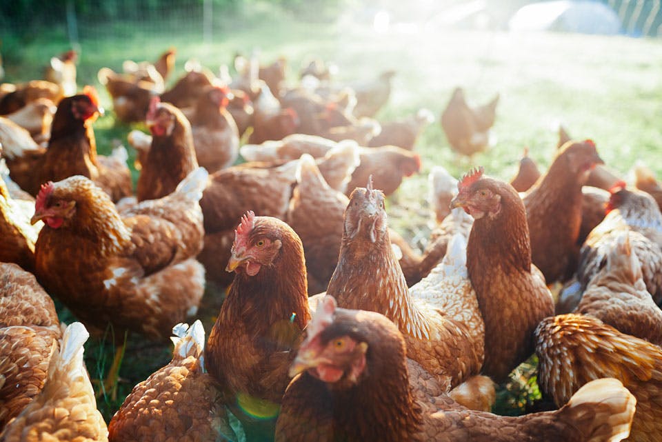 Chickens at Spice Acres Farm Chickens at Spice Acres Farm
