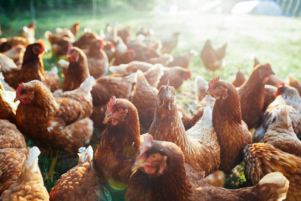 Chickens at Spice Acres Farm