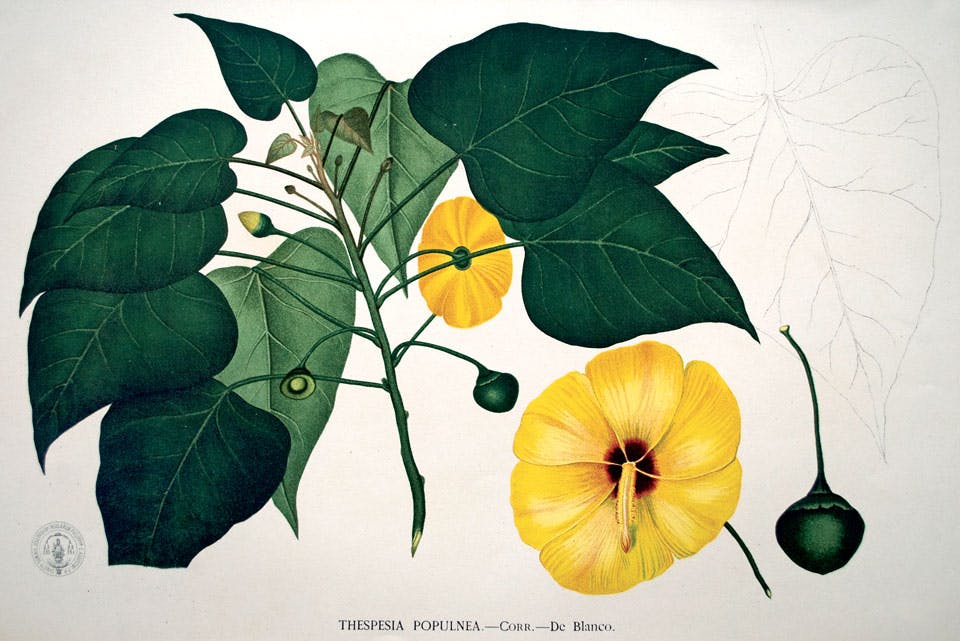 Portia-Tree,-1877 Portia-Tree,-1877
