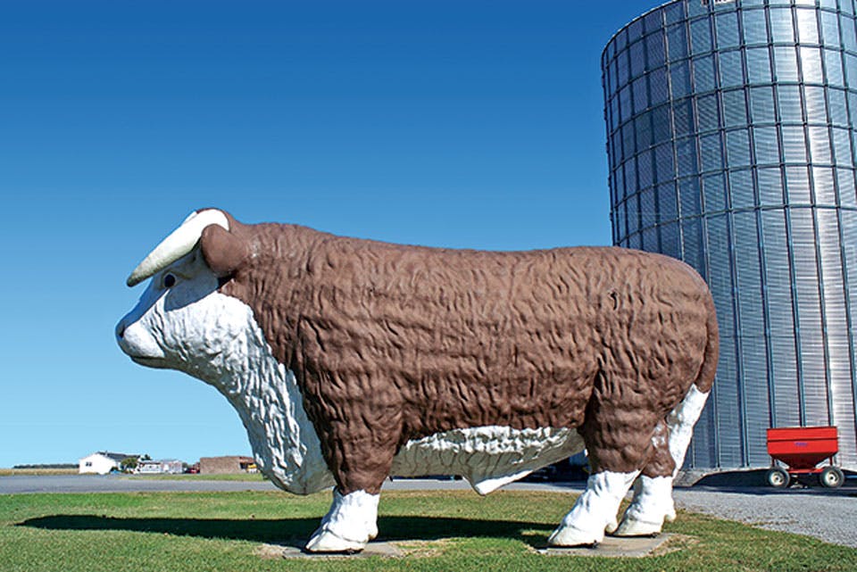 Gilboa Bull