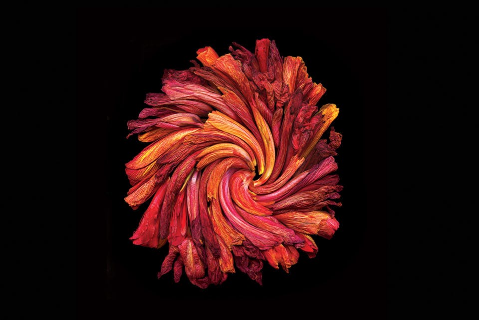 flower flower