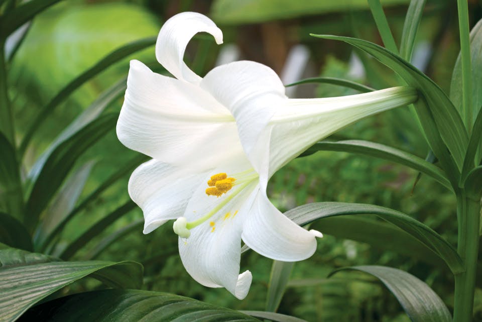 easter lily