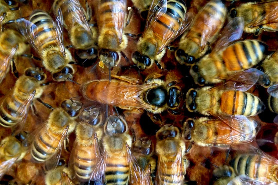 bees bees