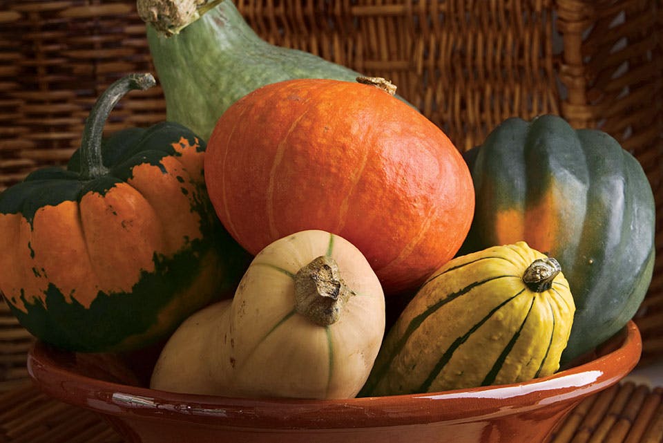 Squash Squash