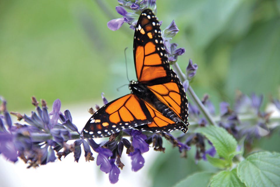 Digest_Main-Monarch Digest_Main-Monarch