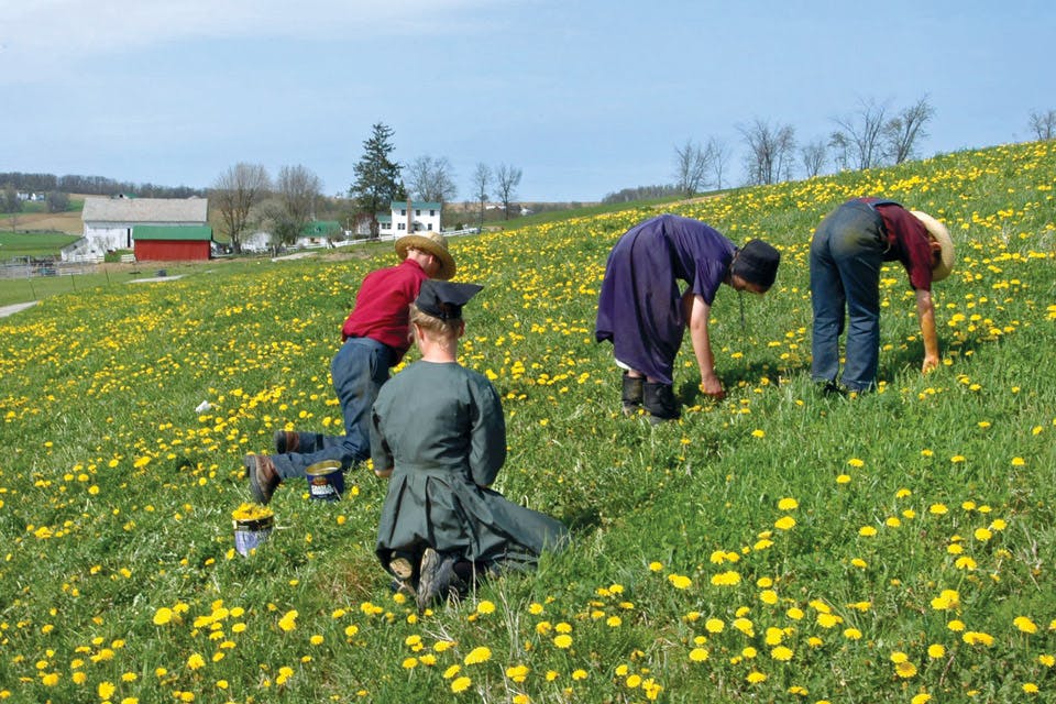 ae insider dandelion festival