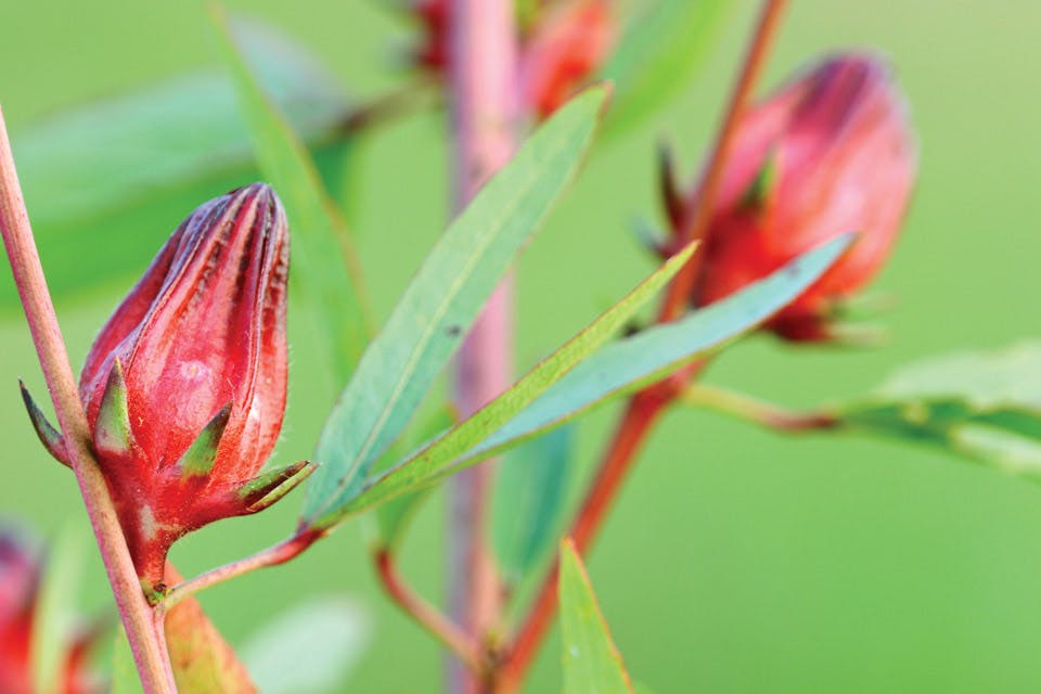 herbs roselle