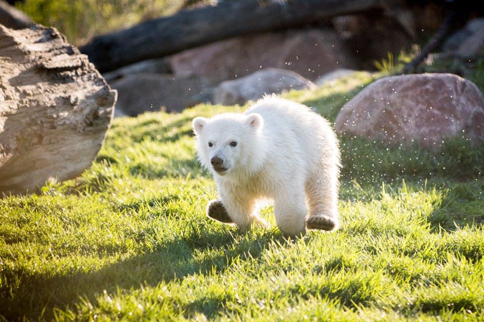bht_travel_powell polar bear cub
