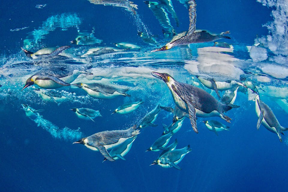 Penguins_Paul Nicklen
