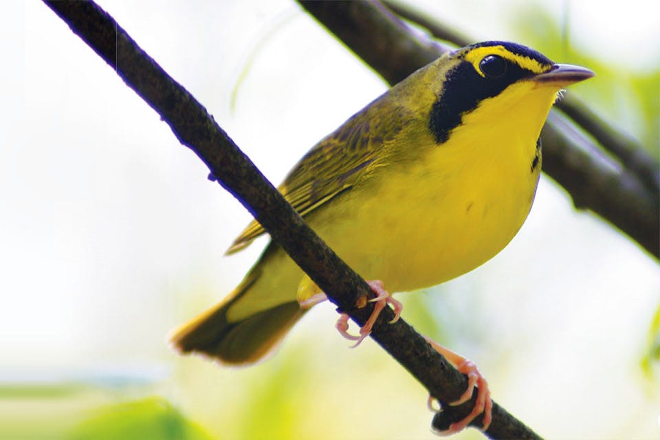 Road Trips Bird watching Kentucky Warbler