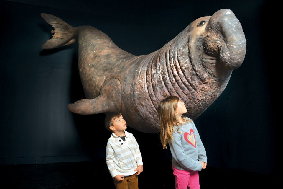 Elephant seal model_at cleveland museum of natural history