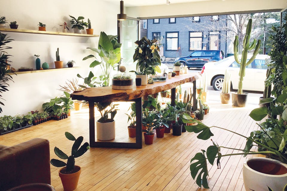 Stump plant shop