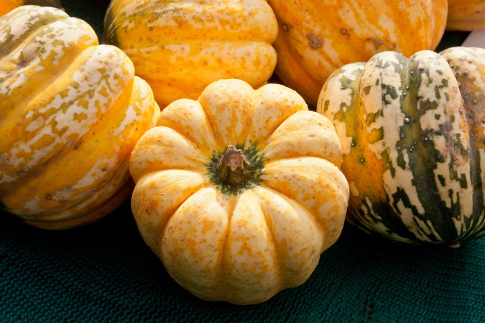 Harlequin squash