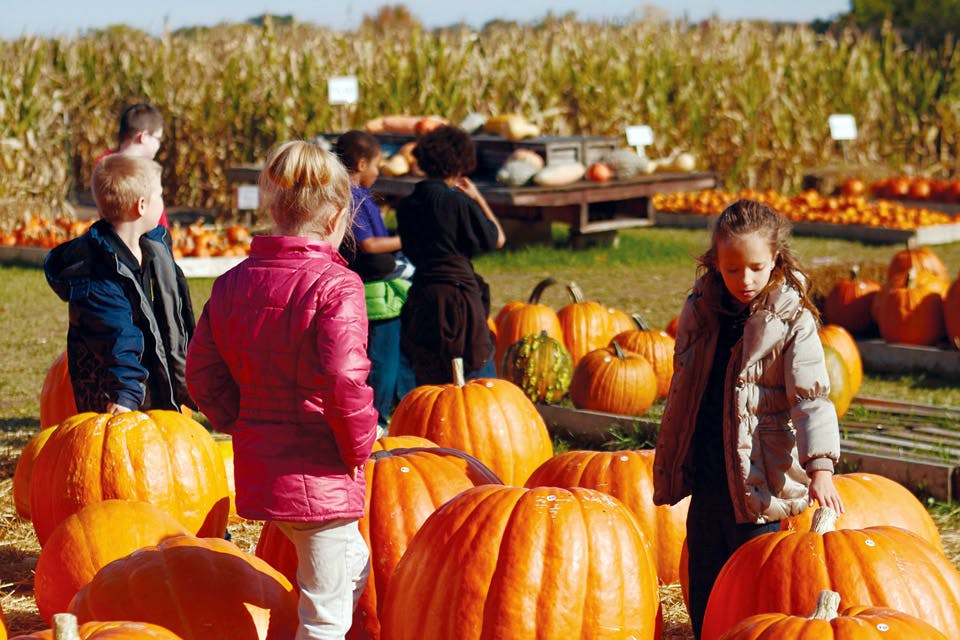 Large pumpkins at Fleitz