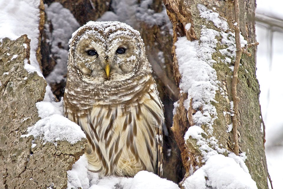 barred owl in beech tree nest_Terry Peck