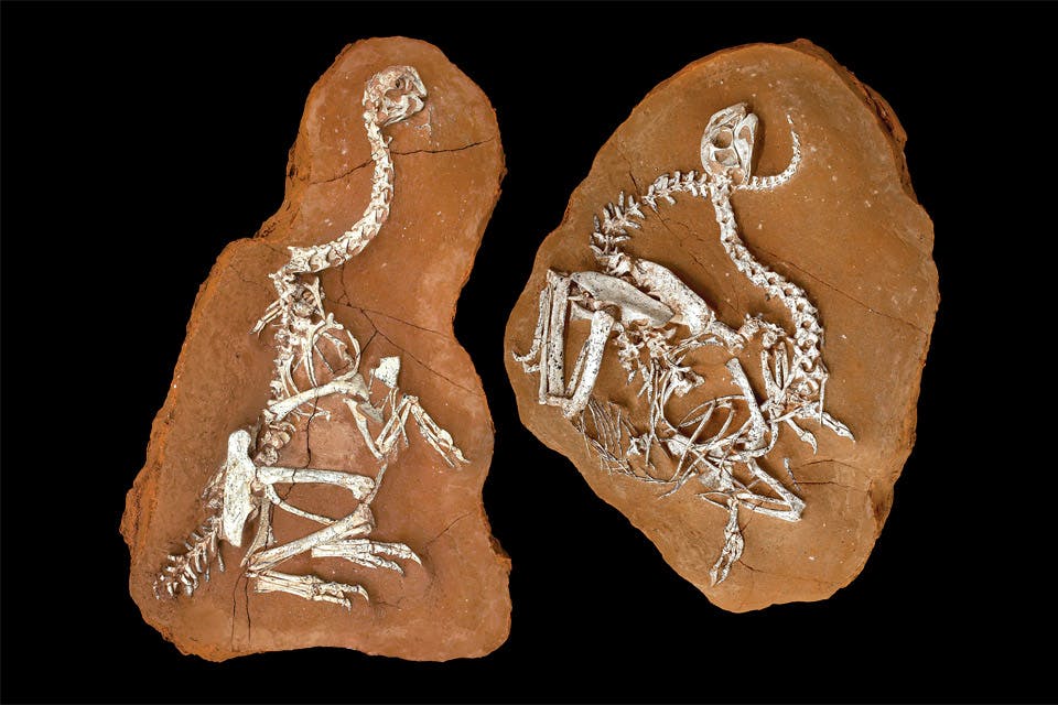 Khaan fossils