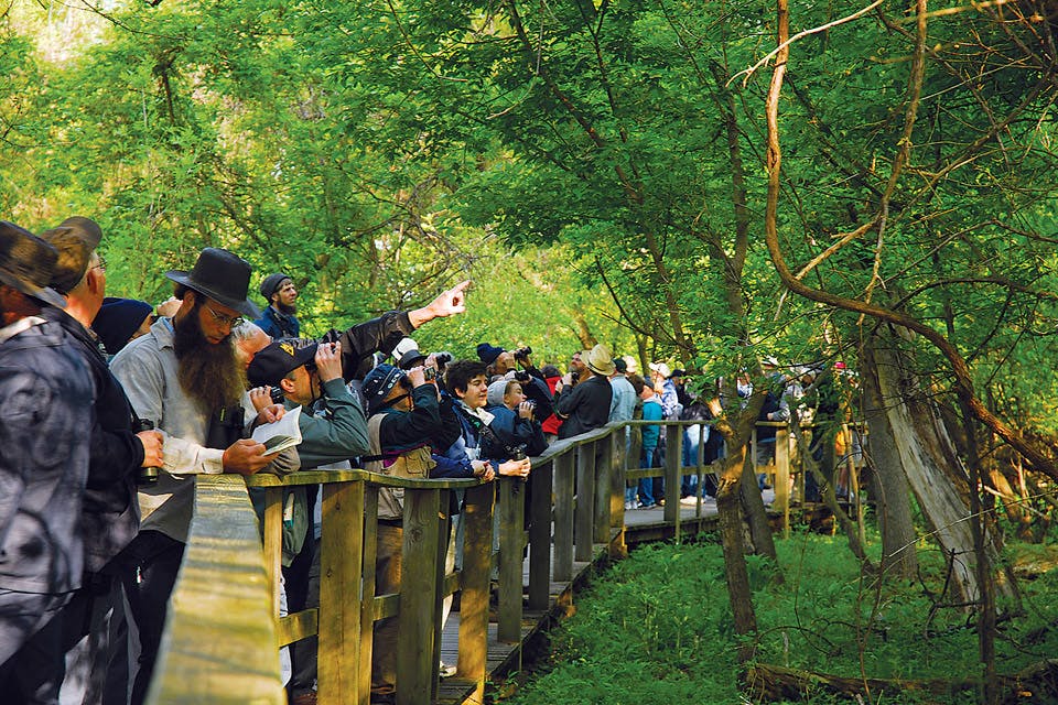 Group of Birders at Magee Marsh