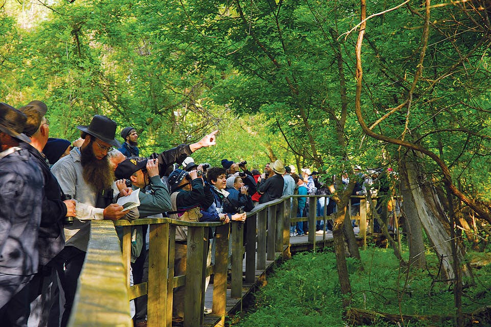 Group of Birders at Magee Marsh Group of Birders at Magee Marsh