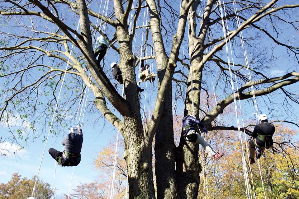 tree climbing lesson at Metroparks Toledo