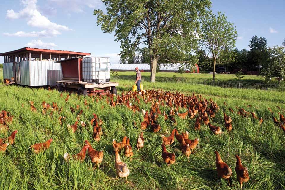 feeding the chickens_Weber_Ranch