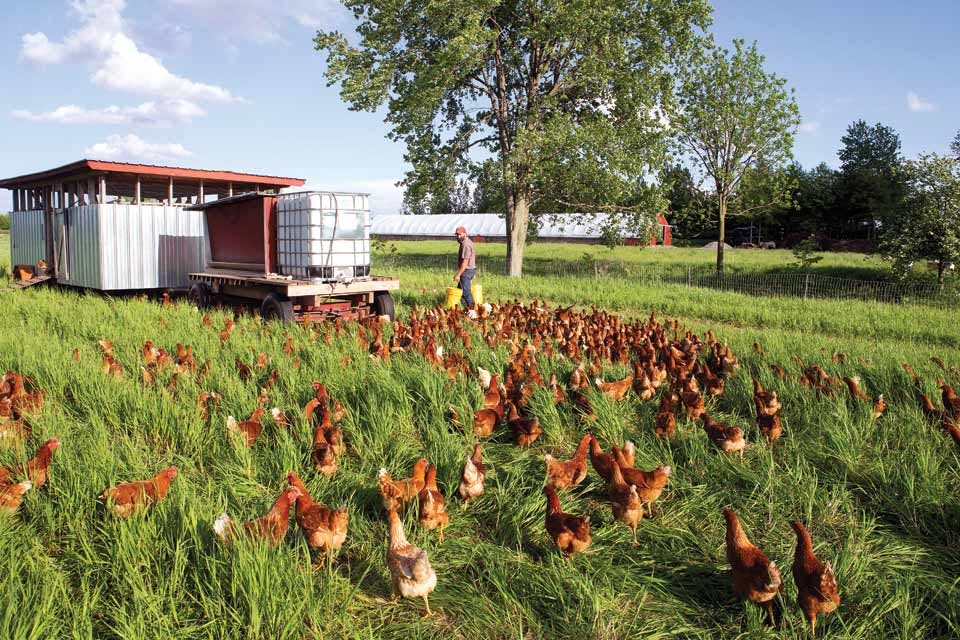 feeding-the-chickens_Weber_Ranch feeding-the-chickens_Weber_Ranch