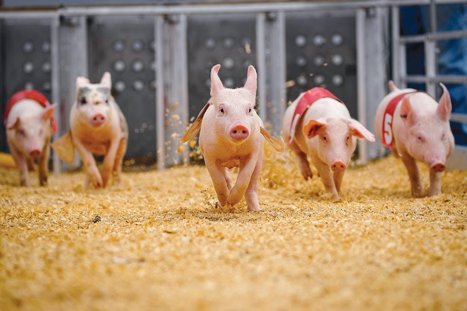 Ohio State Fair Pig Races