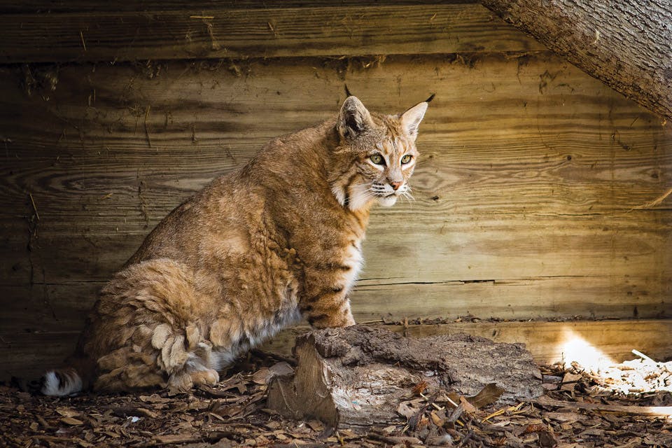 Bobcat Back to the Wild