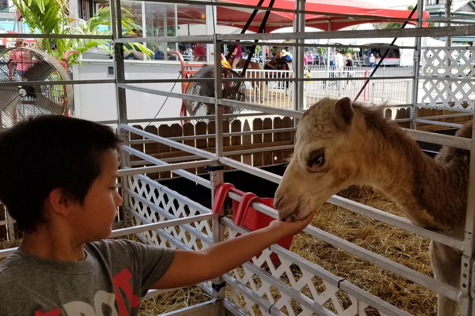 Boy and camel at the Ohio State Fair (photo by Jim Vickers)