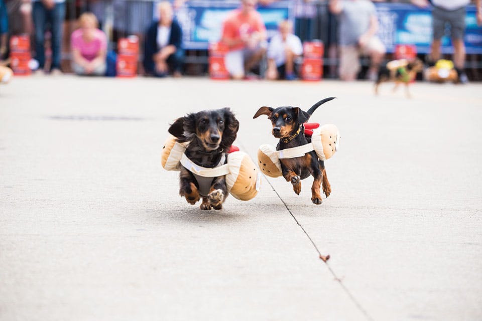 Oktoberfest Zinzinnati's Weiner Dog Race
