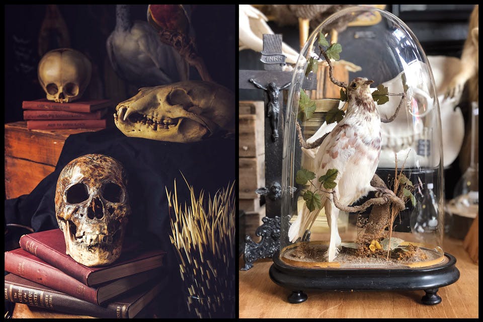 Finds at Cleveland Curiosities Finds at Cleveland Curiosities