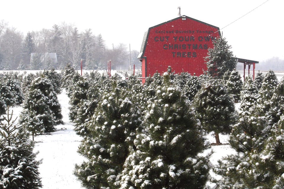 Carl and Dorothy Young Tree Farm Carl and Dorothy Young Tree Farm
