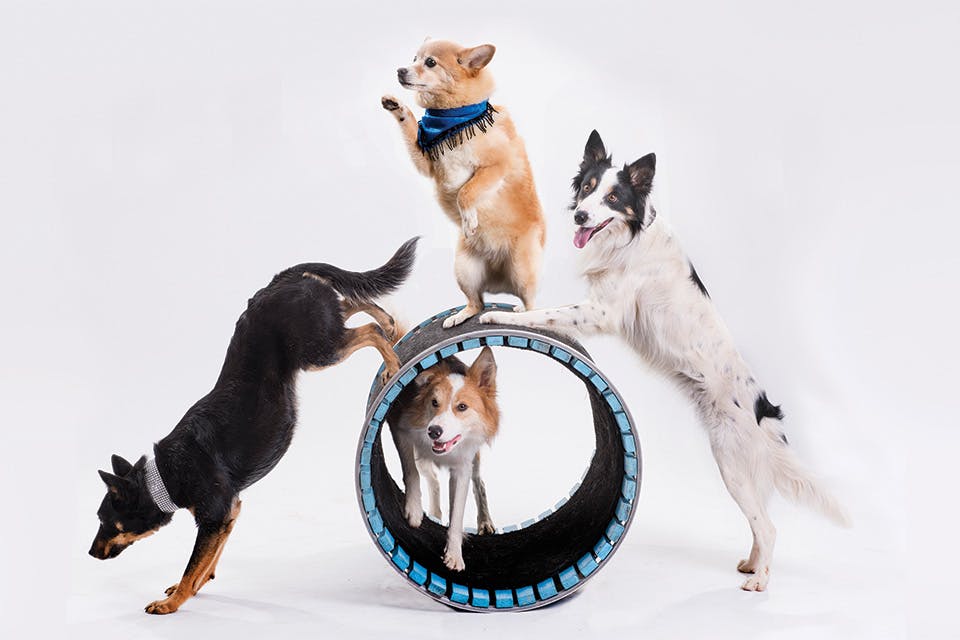 Mutts Gone Nuts family show Mutts-Gone-Nuts---Eric-Forberger
