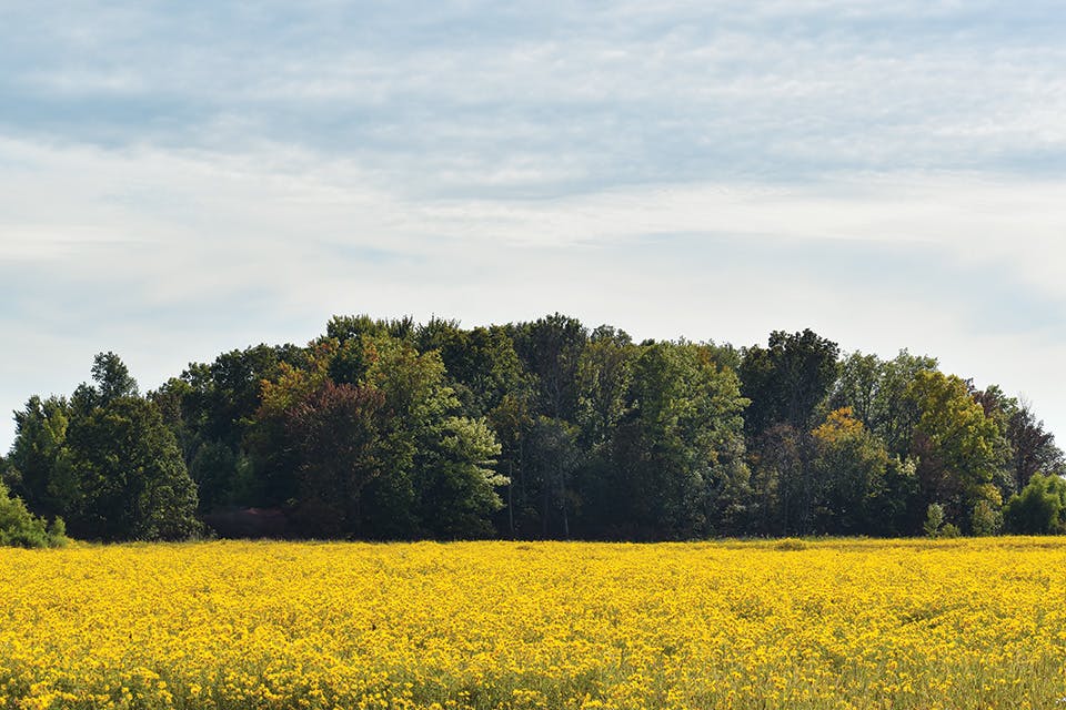 Ottawa National Wildlife Refuge field of flowers Ottawa National Wildlife Refuge field of flowers