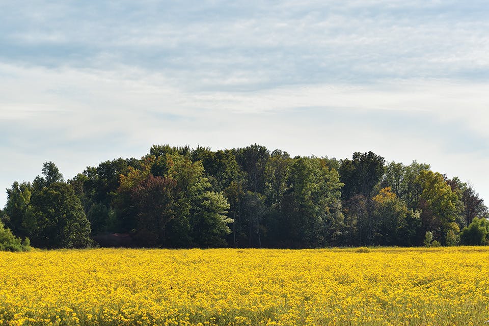 Ottawa National Wildlife Refuge field of flowers