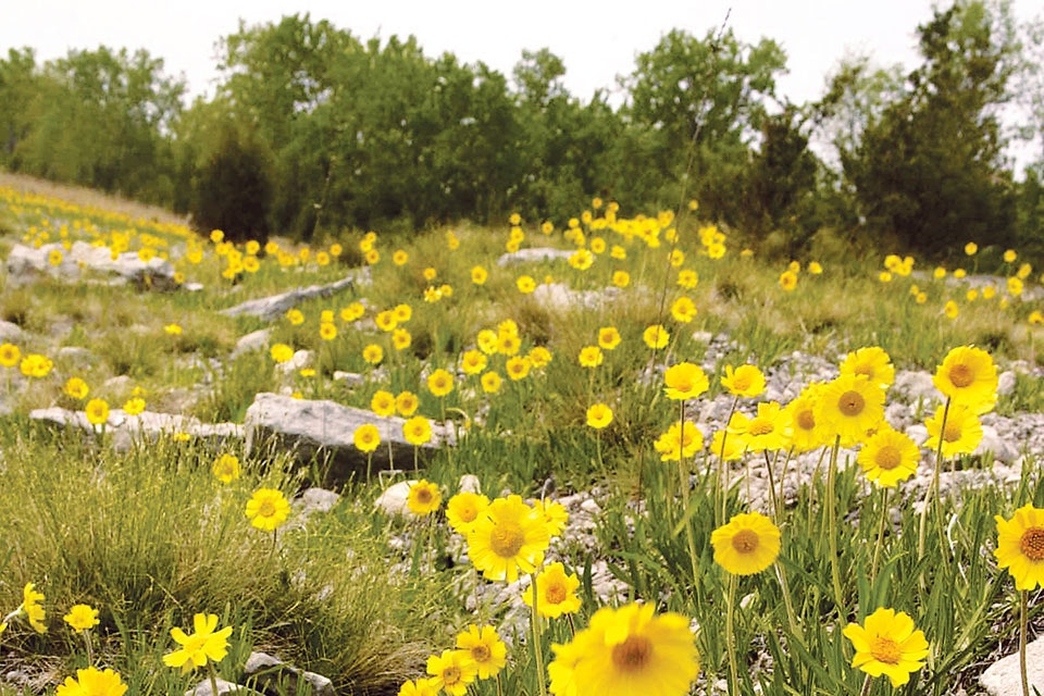 Where Wildflowers Bloom and Memories Blossom: A Journey to Ohio Lakeside Daisy State Nature Preserve