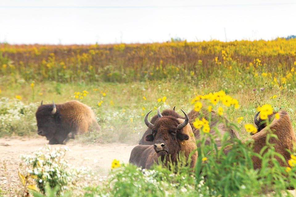Bison on Darby Creek Greenway Trail Bison on Darby Creek Greenway Trail