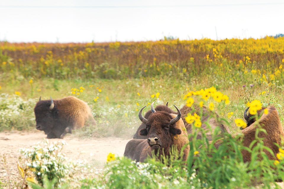 Bison on Darby Creek Greenway Trail