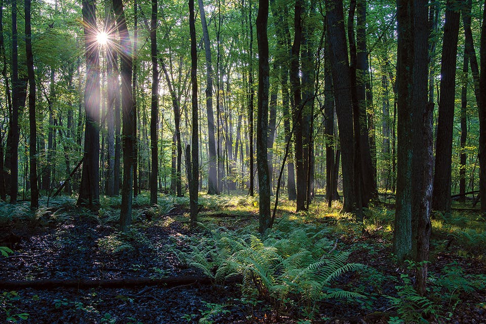 Oak Openings Fern Forest Oak Openings Fern Forest