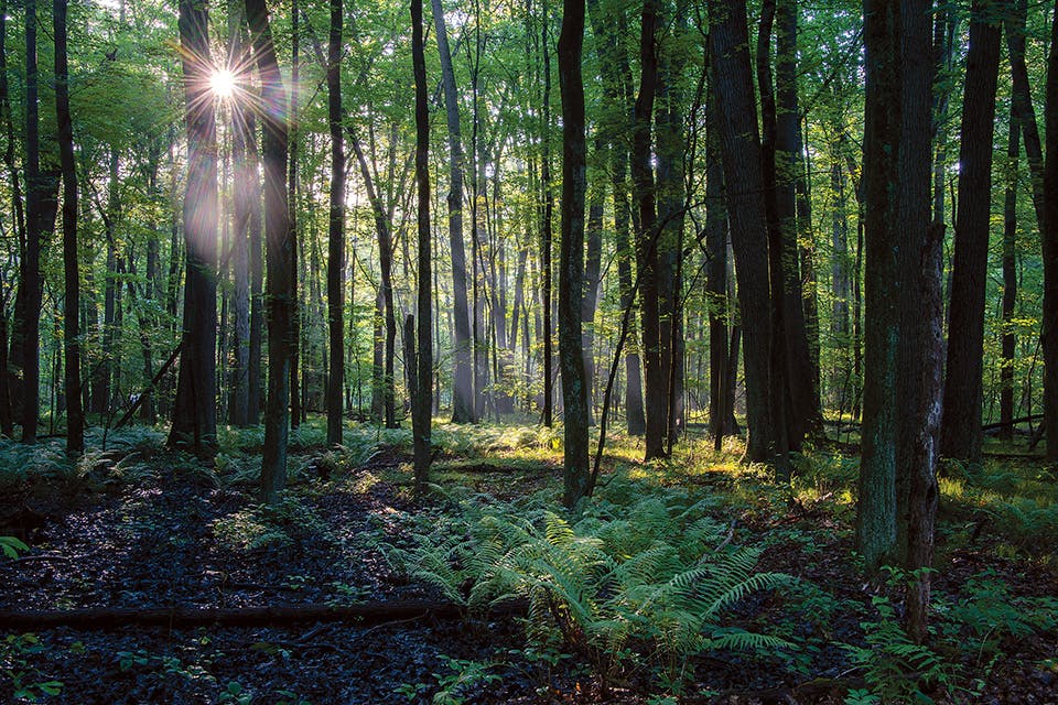 Oak Openings Fern Forest