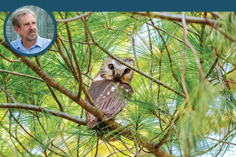 Owl at Killdeer Plains and Ken Kaufmann (inset)