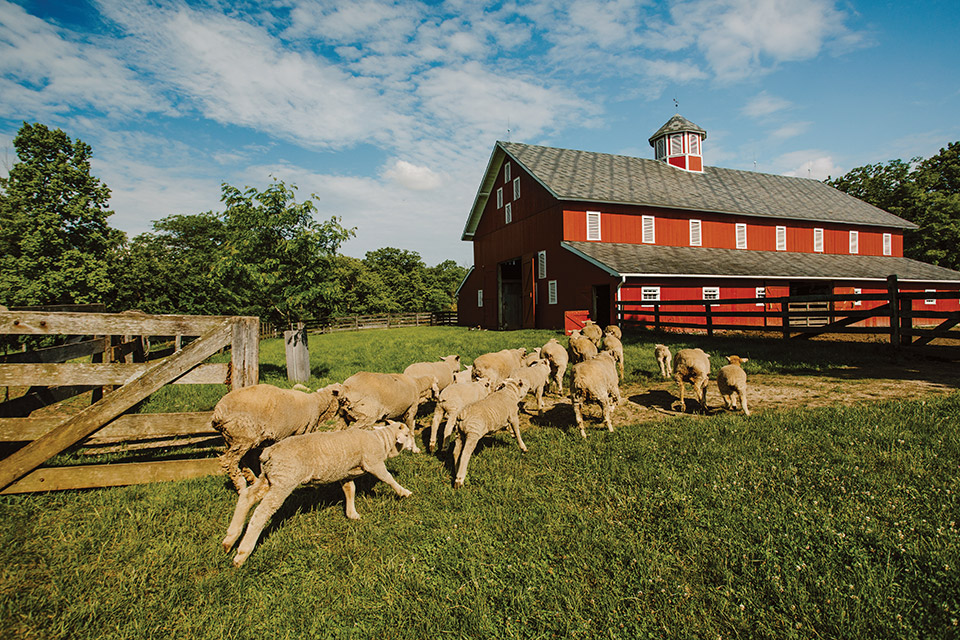 3 Unique Small Farms In Ohio