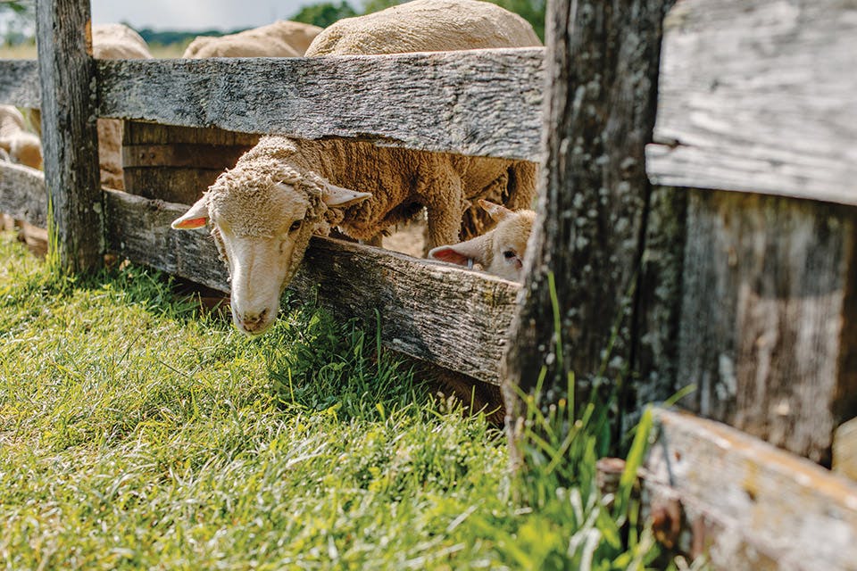 Slate Run Living Historical Farm sheep at a fence
