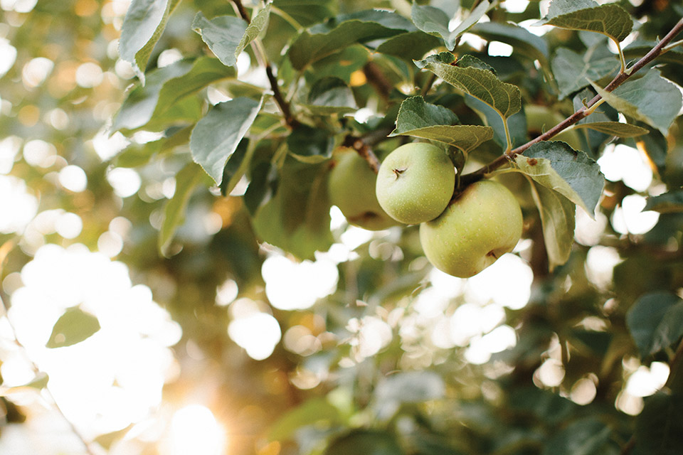A tree with Johnny Appleseed Authentic apples