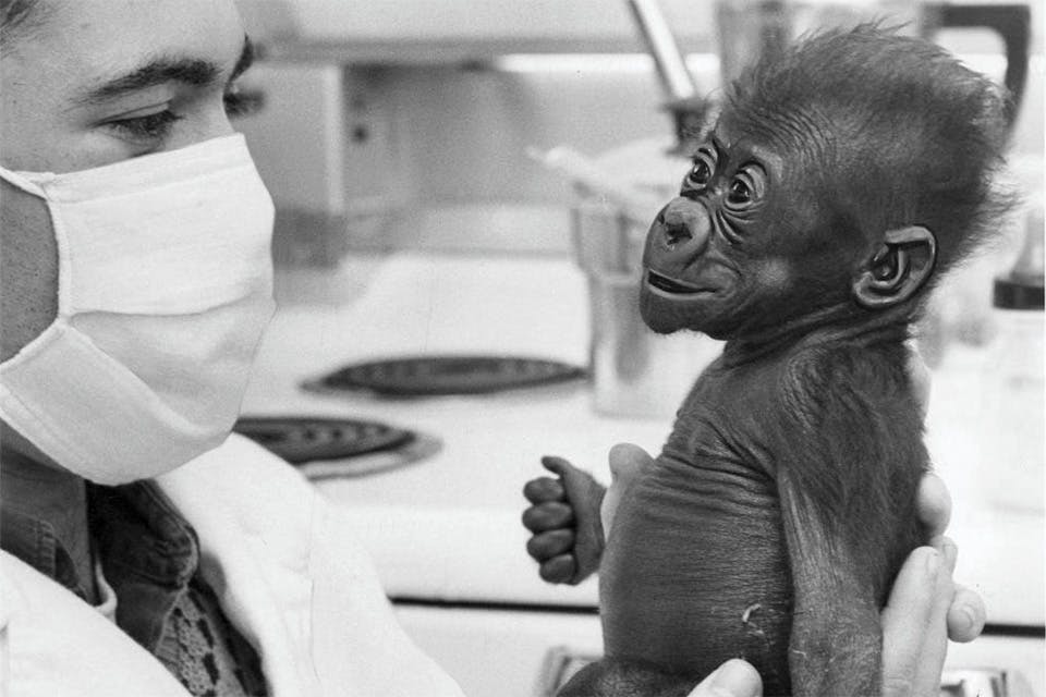 Gorilla "Colo" with veterinarian