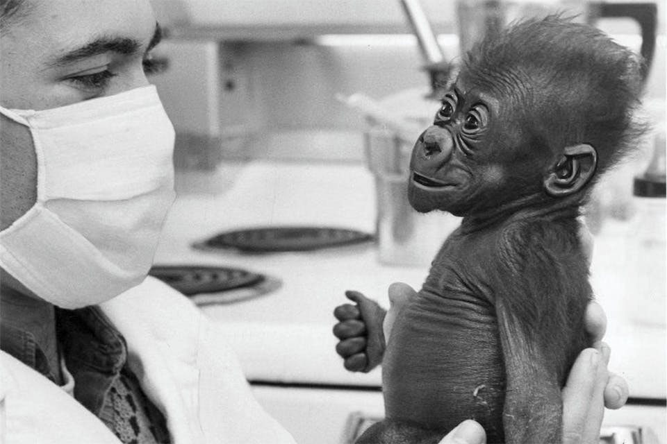 Gorilla "Colo" with veterinarian Gorilla "Colo" with veterinarian