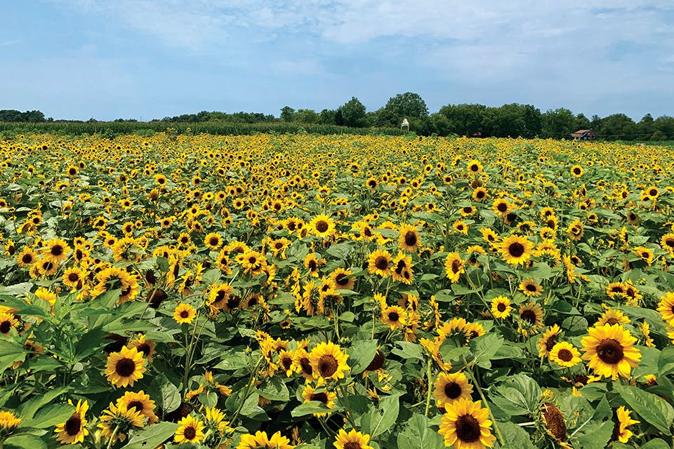 Circle S Farm sunflower field