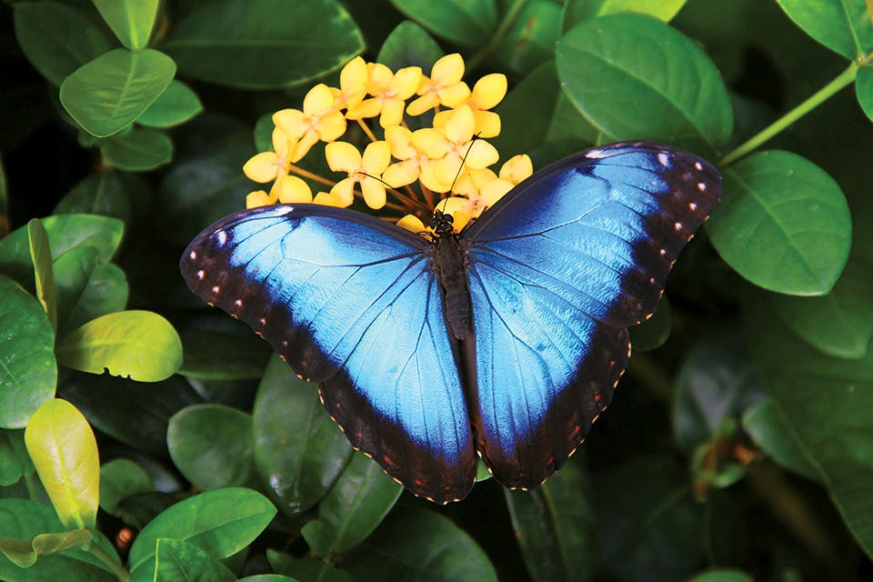 Blue morphos butterfly at Columbus’ Franklin Park Conservatory & Botanical Gardens (photo courtesy of Franklin Park Conservatory & Botanical Gardens)
