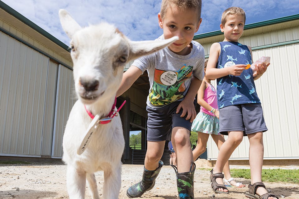 Kids petting goats at Hershberger’s Farm & Bakery in Millersburg (photo by Laura Watilo Blake)